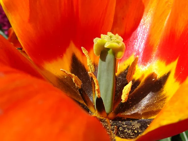 Keukenhof