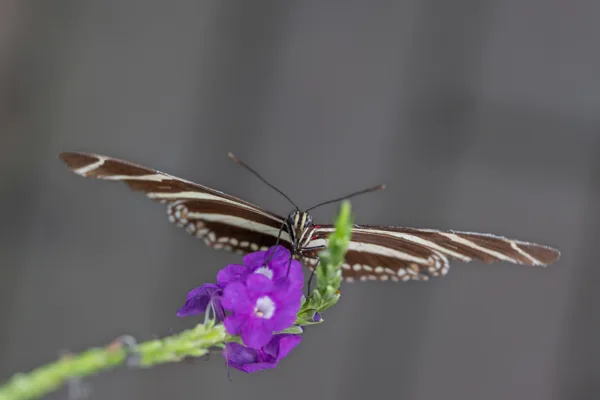 Zebravlinder (Heliconius charithonia)