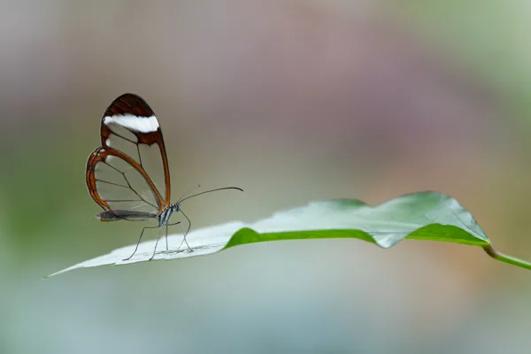 Pantropica glasvlinder