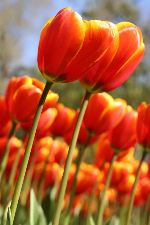 tulpen