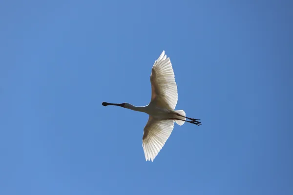 vogel vliegend