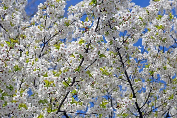 lente