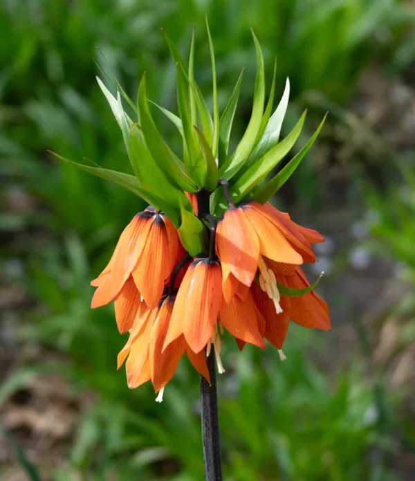 Keukenhof
