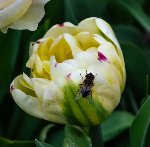 Tulp met vlieg😳