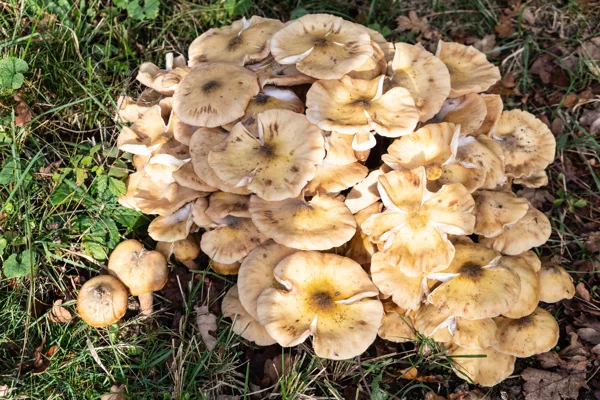 Paddenstoelen-07179