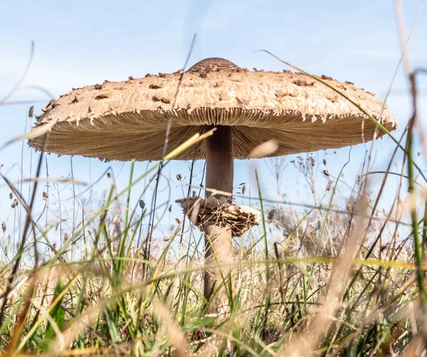 Paddenstoelen-07200