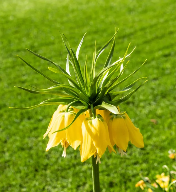 keukenhof