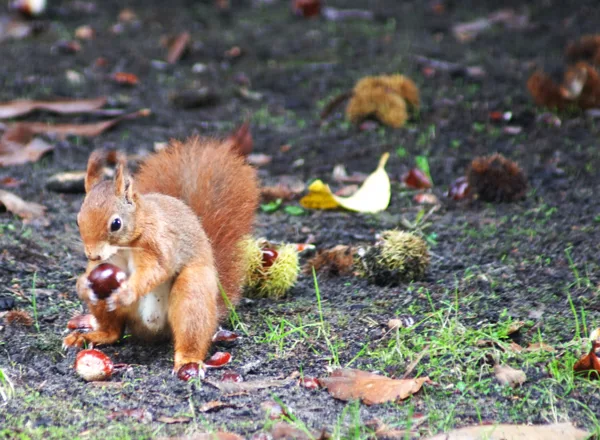 Eekhoorn aan het eten