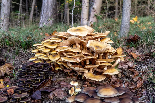 Paddenstoelen-07180
