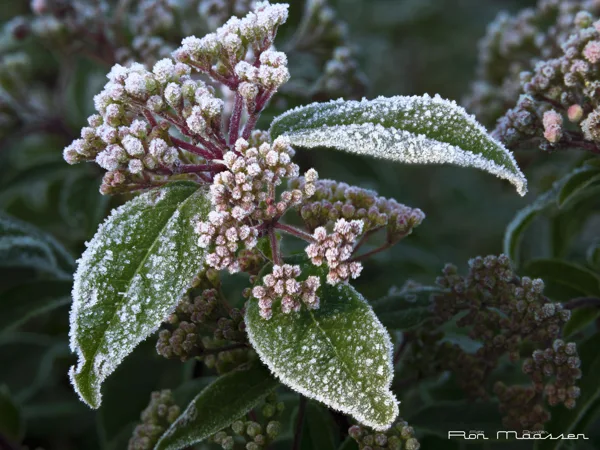 20250201_bevroren dauw 1