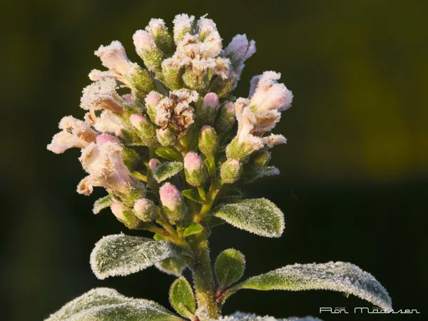 20250201_bevroren dauw 2