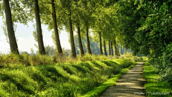 N305 Dronten_RON1531