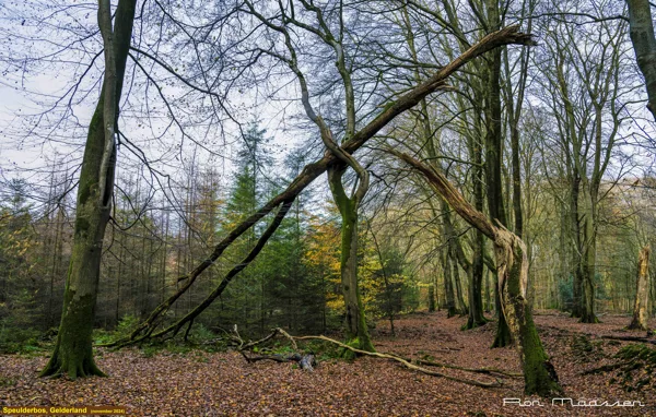 Speulderbos november 2024_RON6457