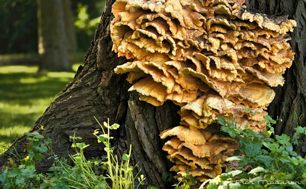 Paddestoel 2025-09-28 3