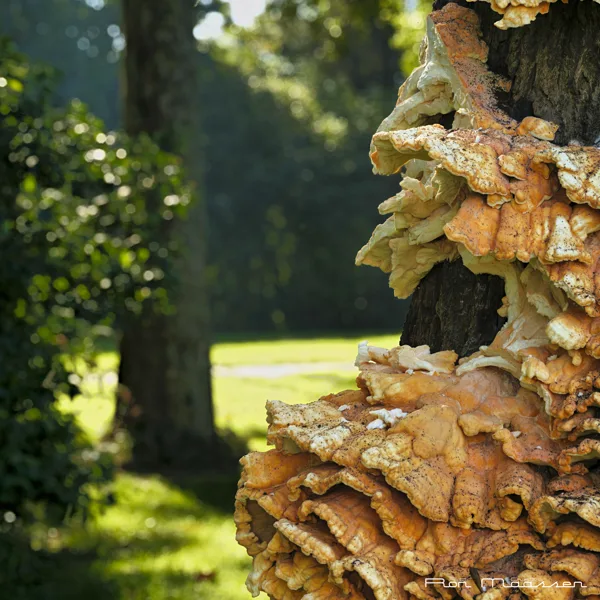 Paddestoel 2025-09-28