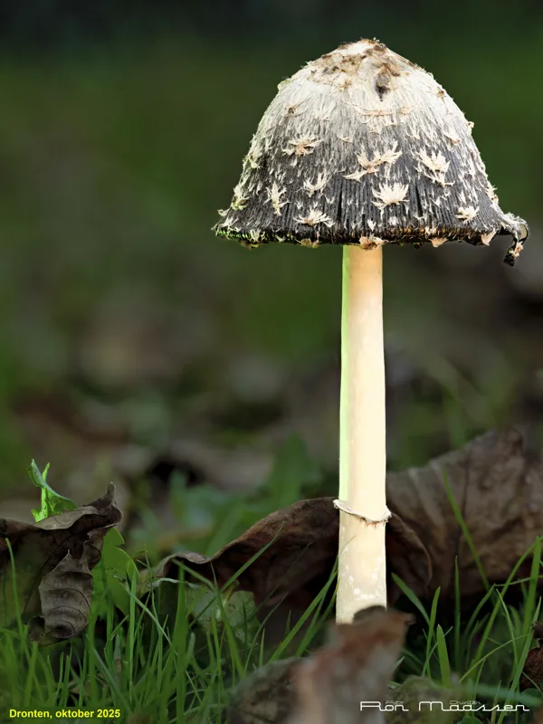 Paddestoel 2025-10-19