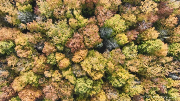 Boomkruinen herfst 20231112_0190