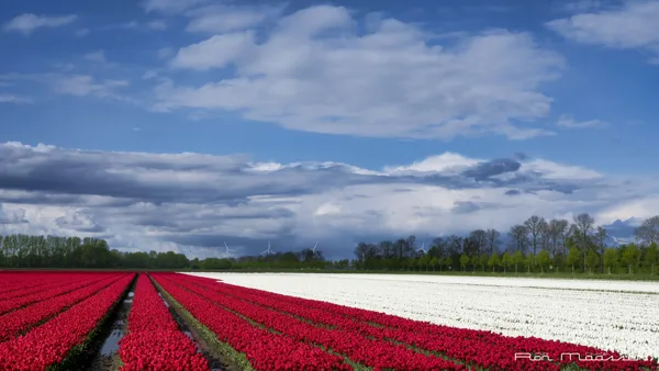 Tulpenroute Dronten 20240424 