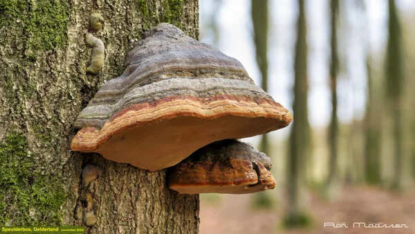 Speulderbos november 2024-RON6350