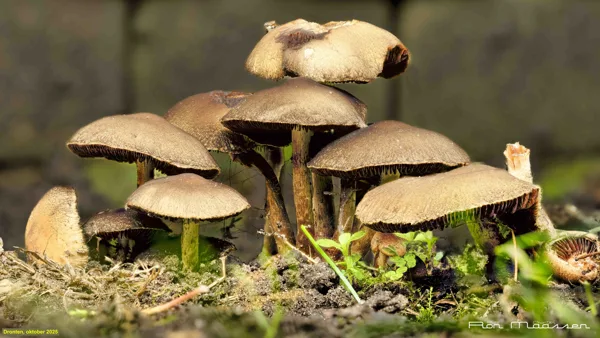 Paddestoel 2025-10-19