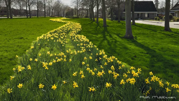 de Zuid  Dronten_RON5023