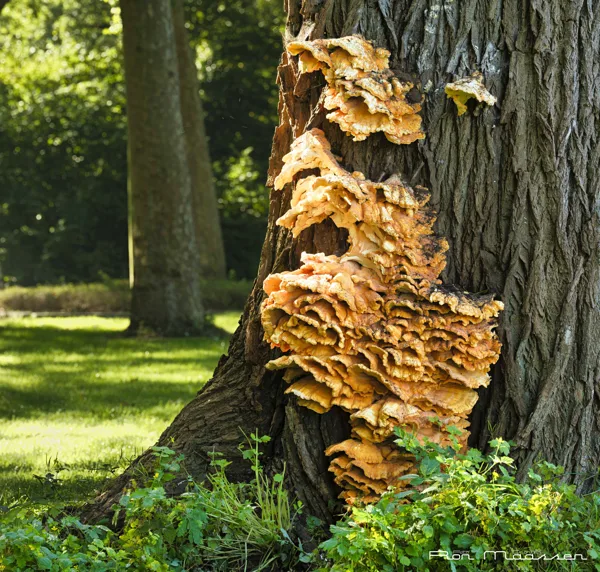 Paddestoel 2025-09-28 1