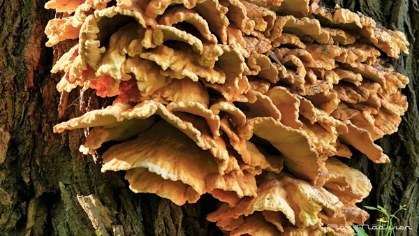 2025-09-28-13.09.20 ZS PMax-bewerkt-bewerkt-bewerkt-2