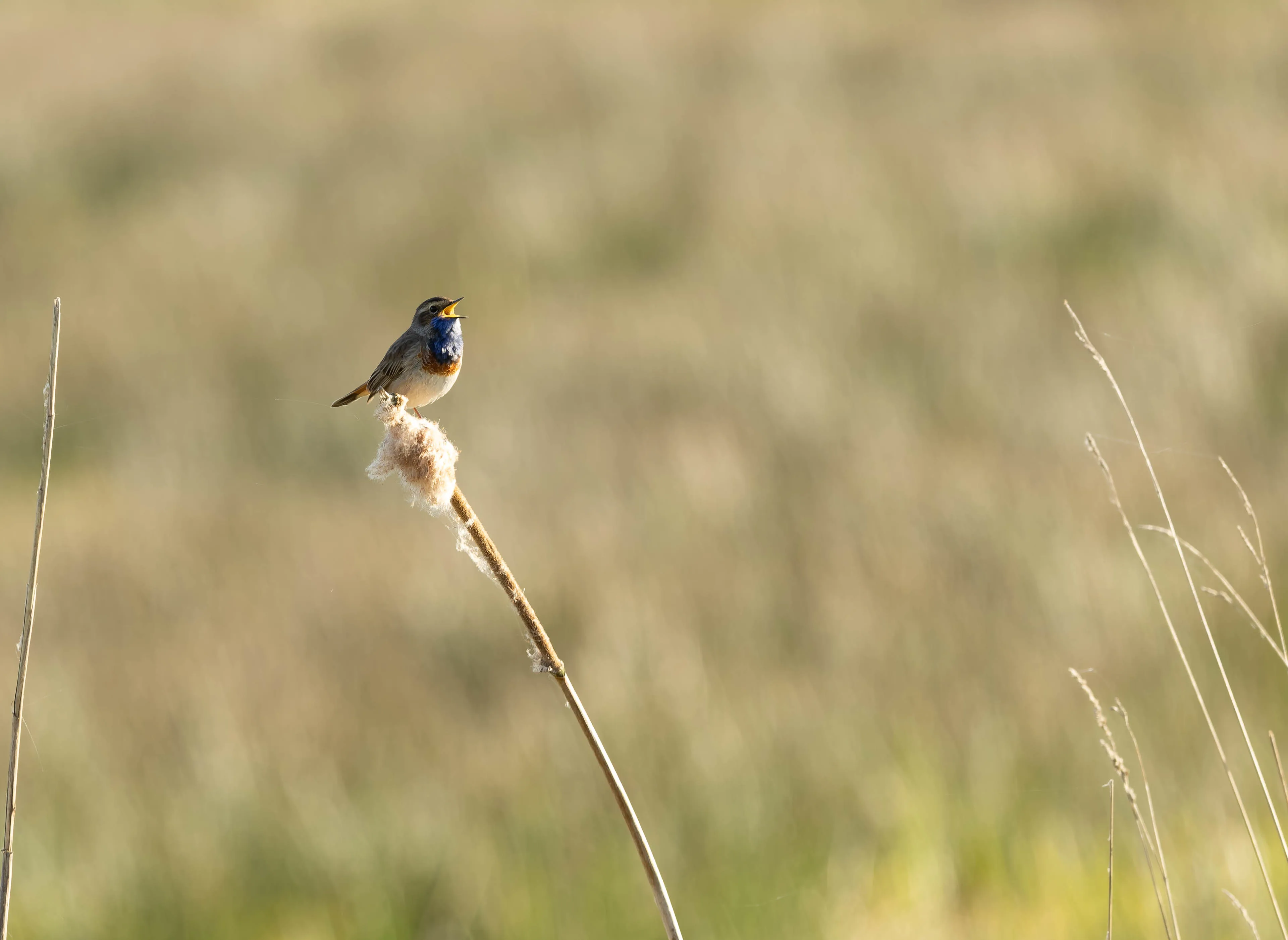 GL_C9012-DxO_DeepPRIME 3