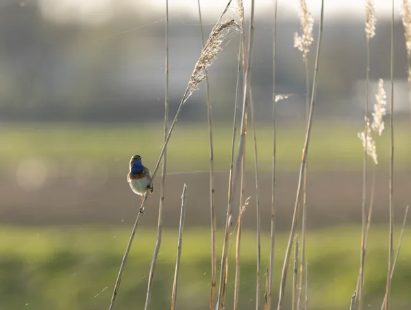 Blauwborst