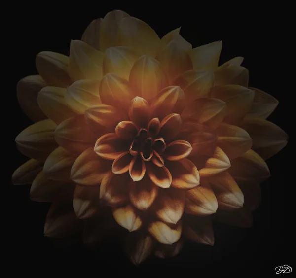 Floral Dreamscapes