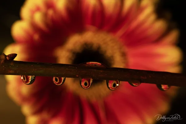 Macro