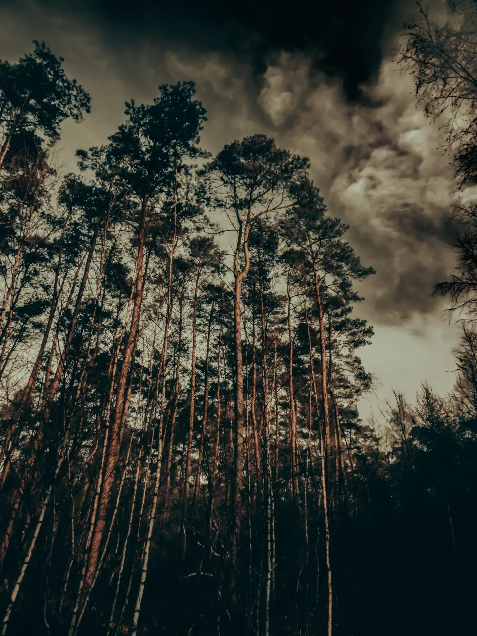 bomen