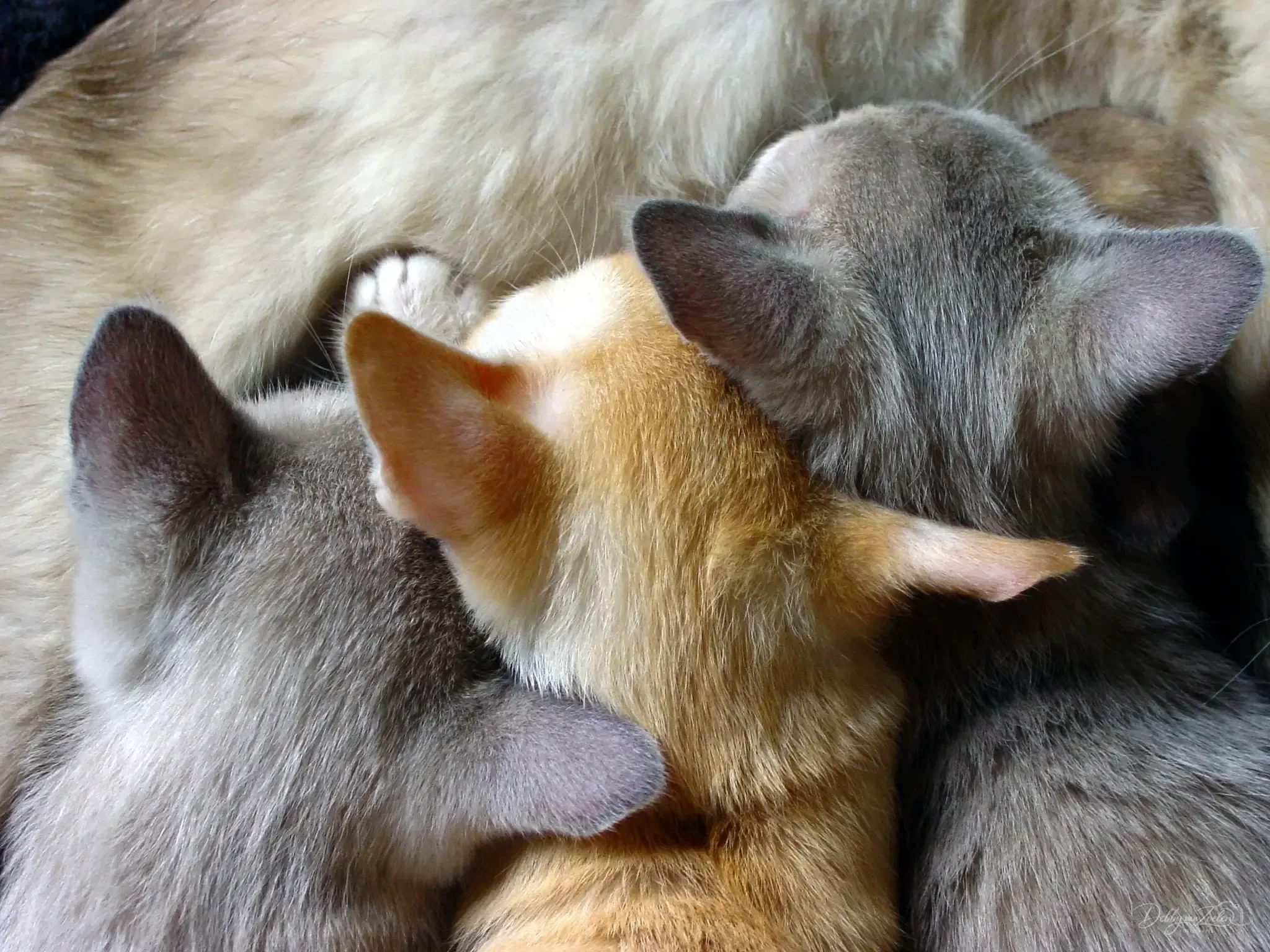 kittens