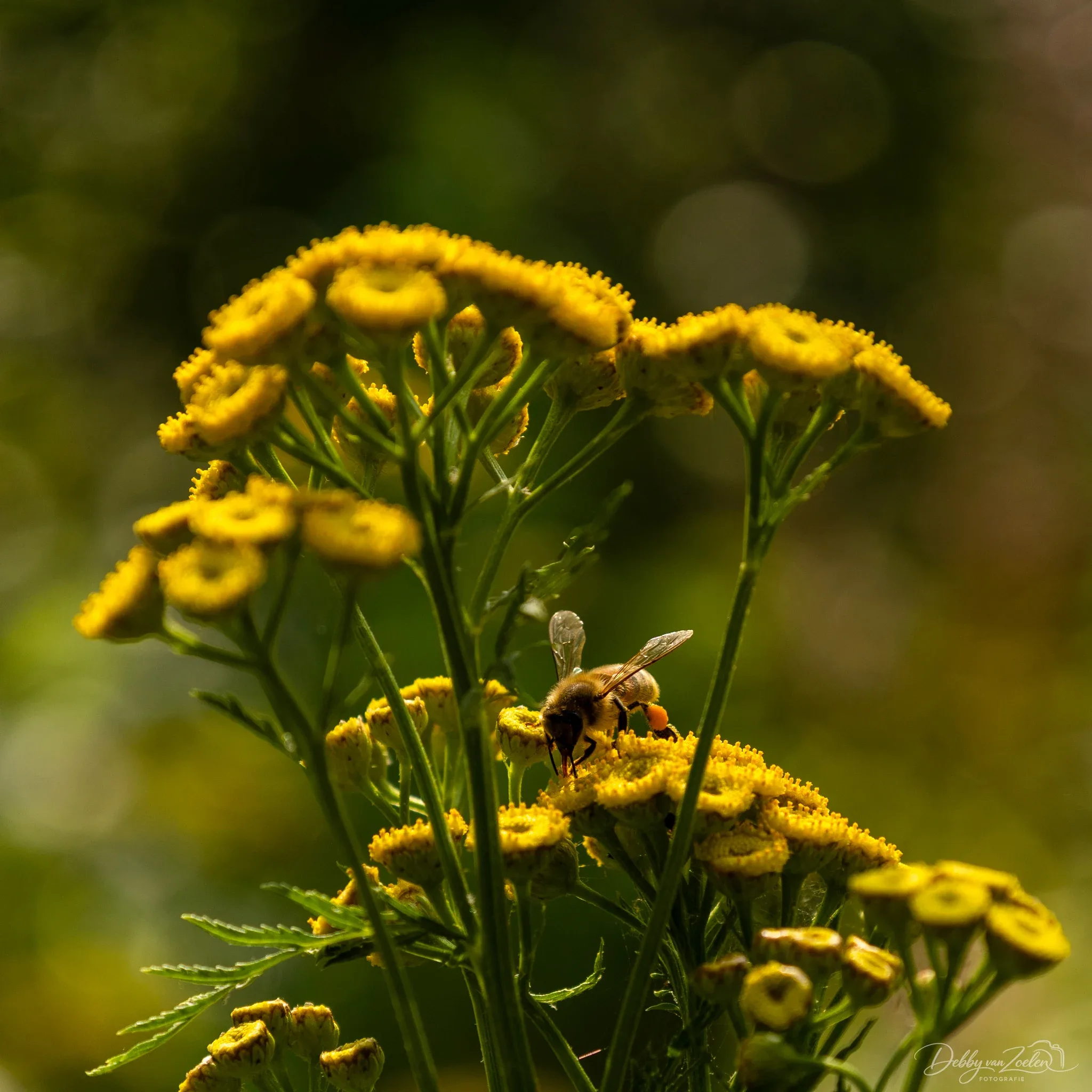 bloem en honingbij