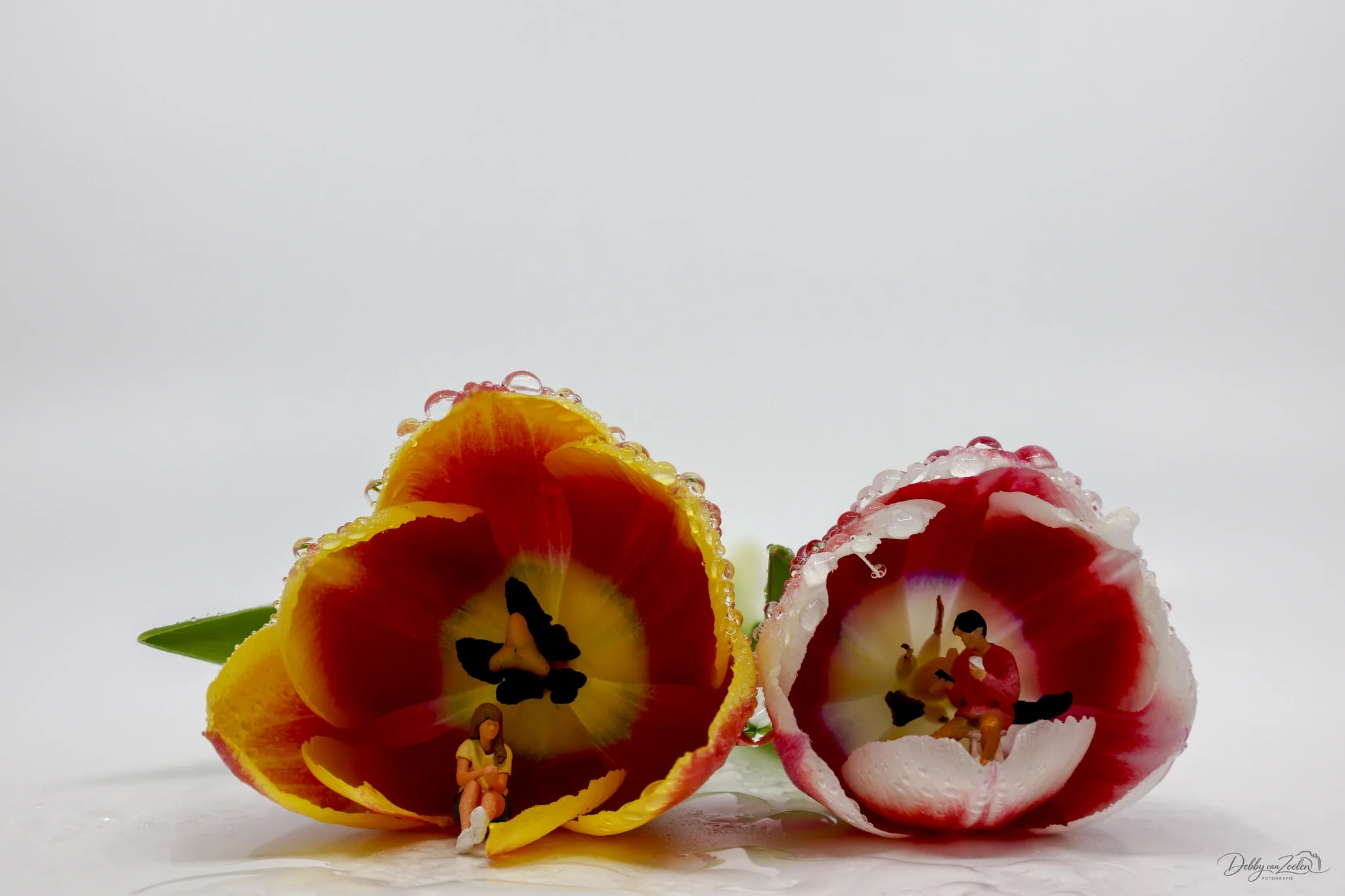 Botanical Lounge