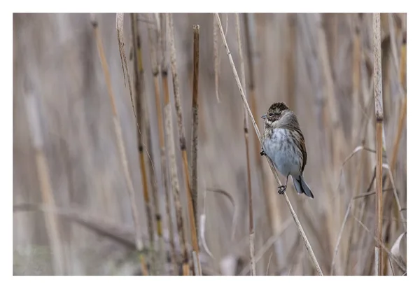 HildeVN_CUB_VrijWerk_Vogels kopie