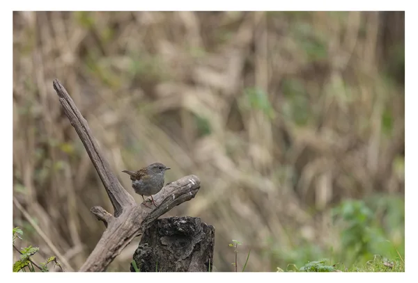 HildeVN_CUB_VrijWerk_Vogels_2 kopie