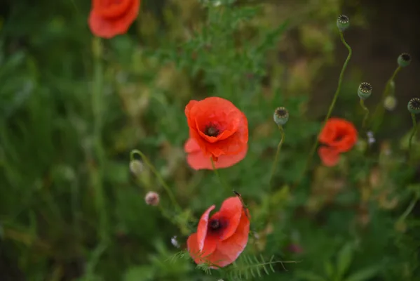 Klaprozen20210624_0014