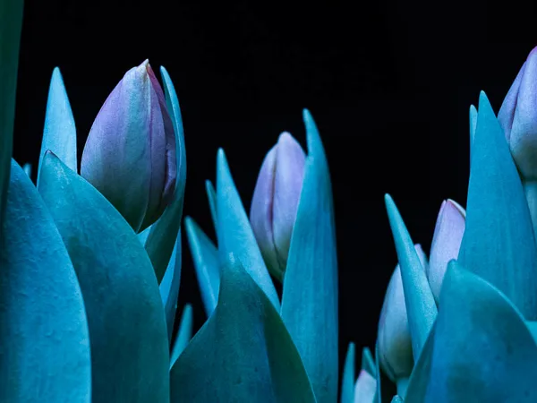 bloemen
