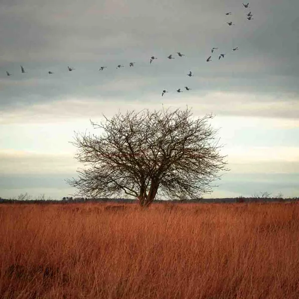 bomen