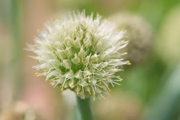 Tuin thuis 2026