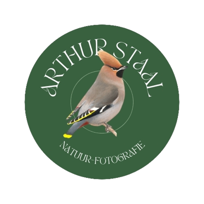 Arthur Staal fotografie