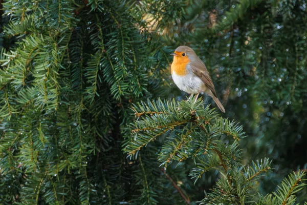 Roodborst