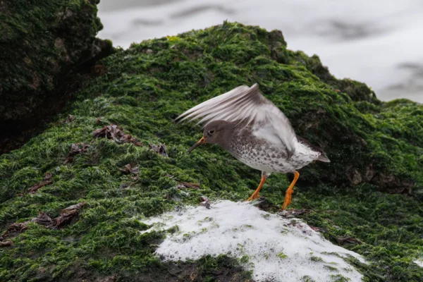 Paarse strandloper