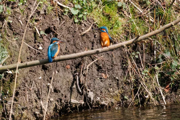 IJsvogel