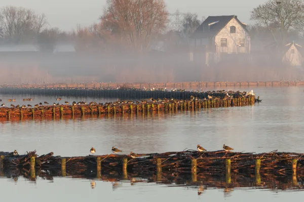 Starrevaart