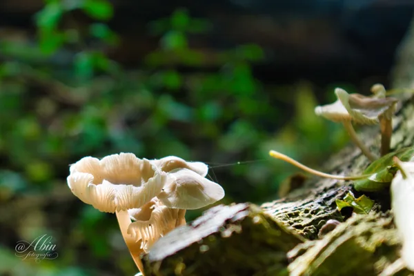 Macro