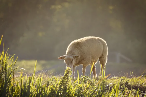 Dieren in de polder