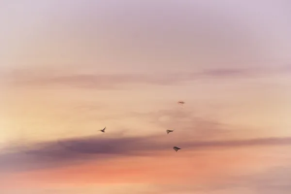 Vogels in zachte luchten