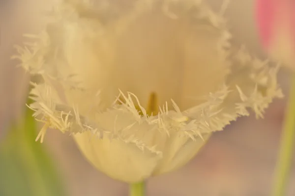 Zachte tulpen